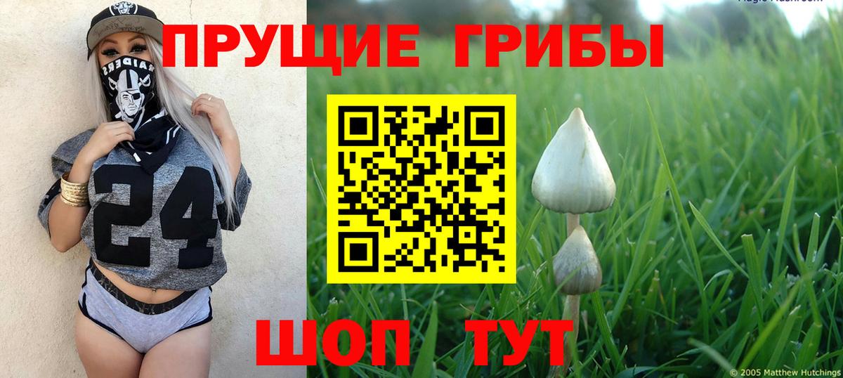 купить наркотик  Вход с VPN  Приморско-Ахтарск  Псилоцибиновые грибы GOLDEN TEACHER 